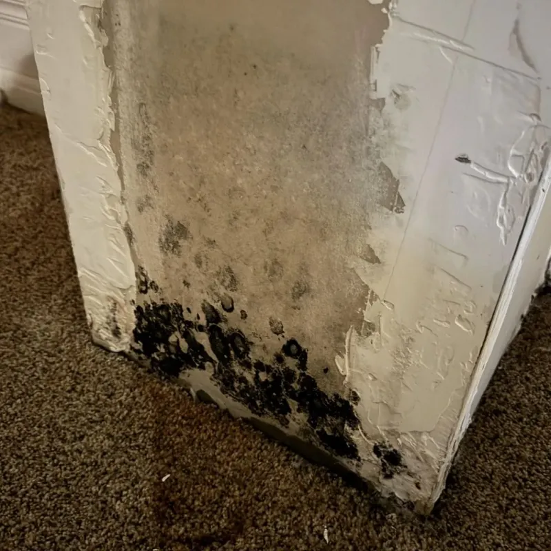 Professional Mold Removal in Mount Vernon, ME
